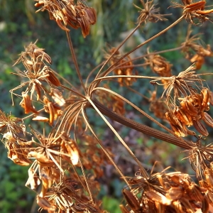 Photographie n°983879 du taxon Angelica heterocarpa J.Lloyd [1859]