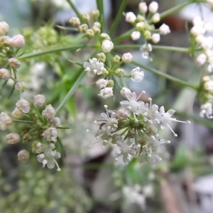 Photographie n°983882 du taxon Angelica heterocarpa J.Lloyd [1859]