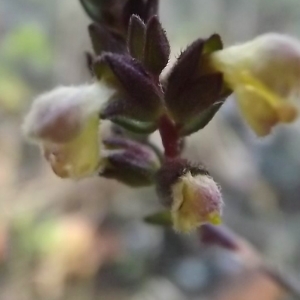 Photographie n°983968 du taxon Odontites jaubertianus (Boreau) D.Dietr. ex Walp. [1844]