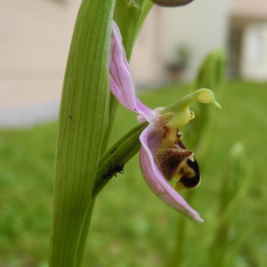 Photographie n°984263 du taxon Ophrys apifera Huds. [1762]