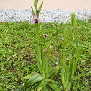 Photographie n°984289 du taxon Ophrys apifera Huds. [1762]