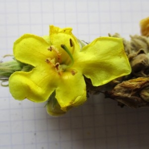 Photographie n°984293 du taxon Verbascum phlomoides L.