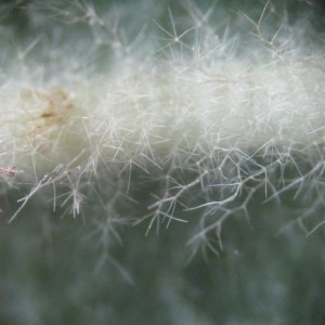 Photographie n°984296 du taxon Verbascum phlomoides L.