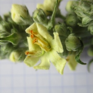 Photographie n°984307 du taxon Verbascum thapsus L.