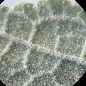 Photographie n°984308 du taxon Verbascum thapsus L.