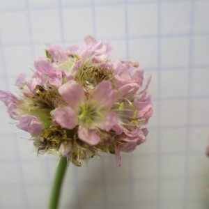  - Armeria arenaria (Pers.) Schult.