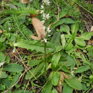 Photographie n°984335 du taxon Spiranthes spiralis (L.) Chevall. [1827]