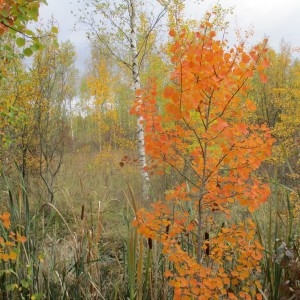  - Populus tremula L.