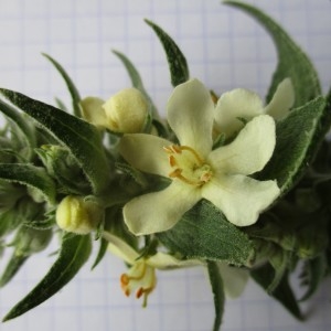 Photographie n°984452 du taxon Verbascum lychnitis L.