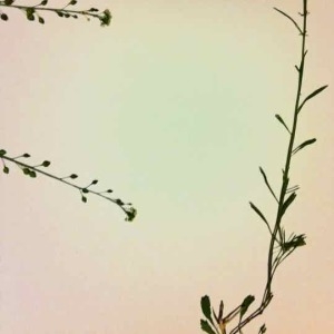  - Lepidium graminifolium L.
