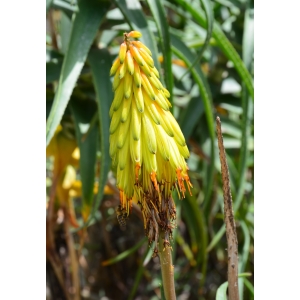 Aloe striatula Haw.