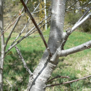 Photographie n°984979 du taxon Prunus L. [1753]