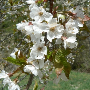 Photographie n°984980 du taxon Prunus L. [1753]