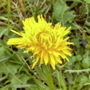 Photographie n°985116 du taxon Taraxacum officinale F.H.Wigg. [1780]