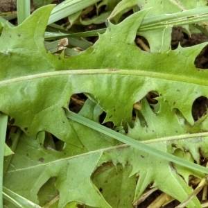 Photographie n°985117 du taxon Taraxacum officinale F.H.Wigg. [1780]