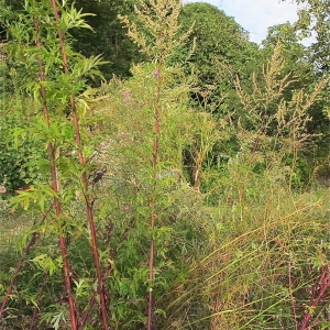 Photographie n°985246 du taxon Artemisia vulgaris L. [1753]