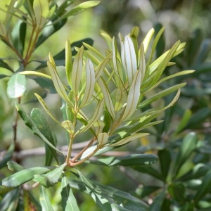 Banksia integrifolia L.f.