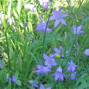 Photographie n°985369 du taxon Campanula rapunculus L. [1753]