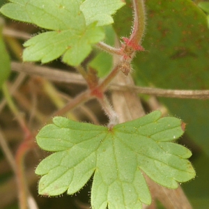 Photographie n°985566 du taxon Geranium rotundifolium L.