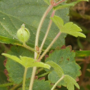 Photographie n°985567 du taxon Geranium rotundifolium L.