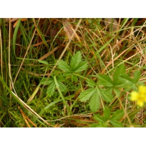 Potentilla erecta (L.) Räusch. subsp. erecta var. erecta