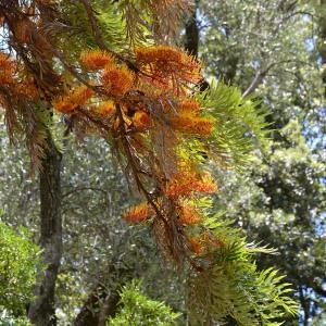 Grevillea robusta A.Cunn. ex R.Br. (Chêne argenté)