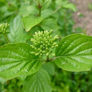 Photographie n°986363 du taxon Cornus sanguinea L. [1753]