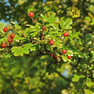 Photographie n°986371 du taxon Crataegus monogyna Jacq. [1775]