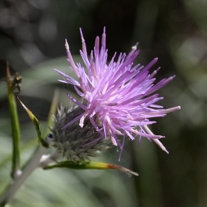 Ptilostemon gnaphaloides (Cirillo) Soják (Chardon faux gnaphale)