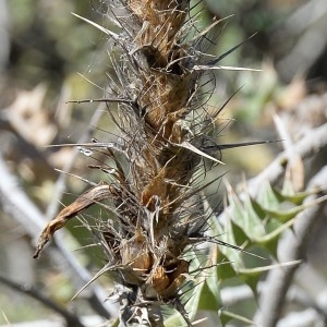 Acanthus arboreus Forssk.