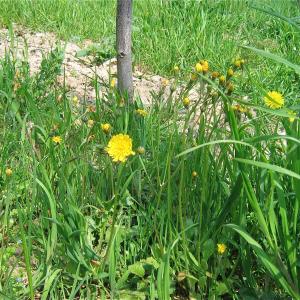 Photographie n°986615 du taxon Crepis sancta (L.) Bornm. [1913]