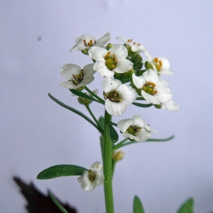 Lobularia maritima (L.) Desv. subsp. maritima (Alysson maritime)