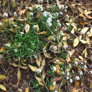 Photographie n°986789 du taxon Lobularia maritima subsp. maritima