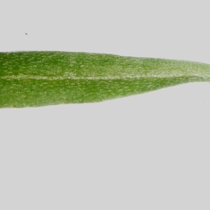 Photographie n°986791 du taxon Lobularia maritima subsp. maritima