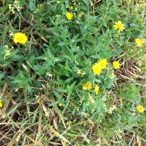 Photographie n°986911 du taxon Glebionis segetum (L.) Fourr. [1869]