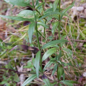 Photographie n°986919 du taxon Galium mollugo L. [1753]