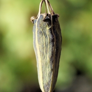 Photographie n°987001 du taxon Papaver cambricum L.