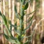  liliane Pessotto - Thymelaea passerina (L.) Coss. & Germ.