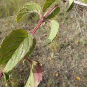 Photographie n°987256 du taxon Mentha aquatica L. [1753]