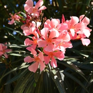 Photographie n°987273 du taxon Nerium oleander L. [1753]