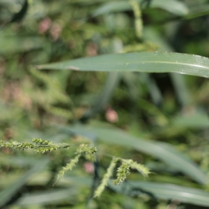 Photographie n°987670 du taxon Echinochloa crus-galli (L.) P.Beauv. [1812]