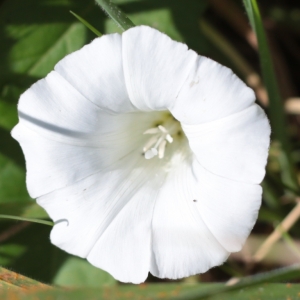 Photographie n°987682 du taxon Convolvulus sepium L. [1753]