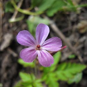 Photographie n°987766 du taxon Geranium robertianum L. [1753]