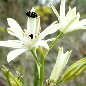 Photographie n°987806 du taxon Loncomelos narbonensis (L.) Raf. [1840]