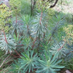 Photographie n°987828 du taxon Euphorbia characias subsp. characias