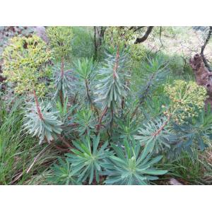 Euphorbia characias L. subsp. characias (Euphorbe characias)