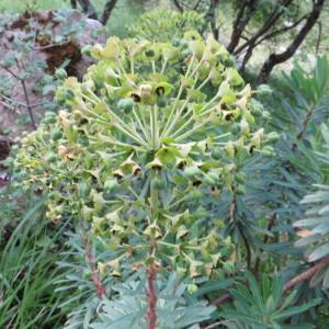 Photographie n°987829 du taxon Euphorbia characias subsp. characias