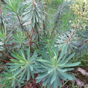 Photographie n°987830 du taxon Euphorbia characias subsp. characias