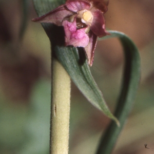 Photographie n°987902 du taxon Epipactis atrorubens (Hoffm.) Besser [1809]