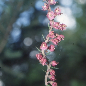 Photographie n°987904 du taxon Epipactis atrorubens (Hoffm.) Besser [1809]